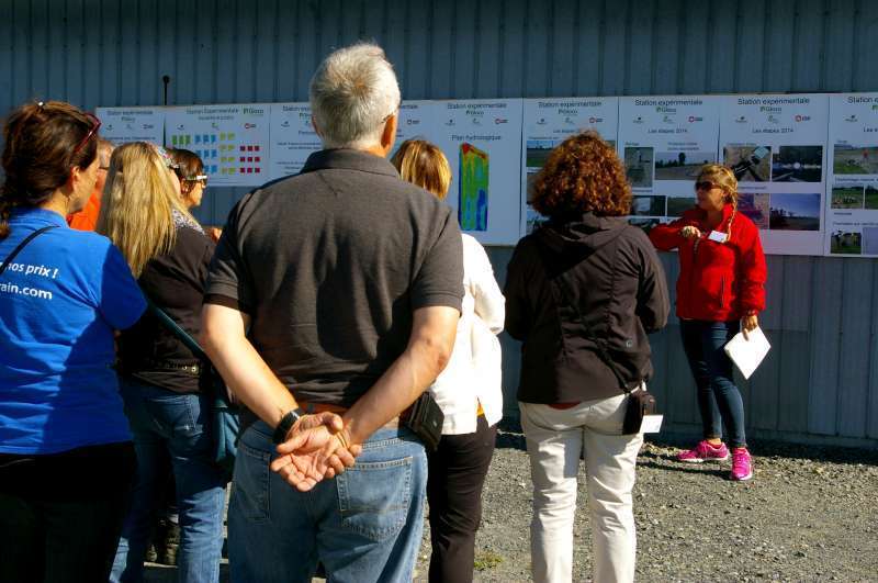 Amélioration génétique du houblon