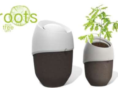 Des urnes écologiques deviennent des arbres