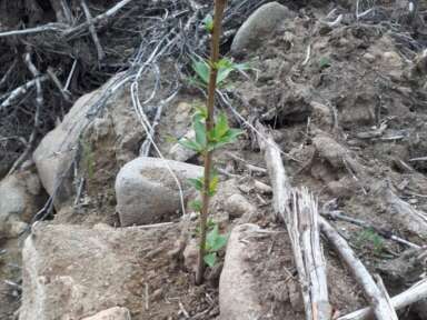 Une subvention du FRQNT pour aider à inventorier le carbone forestier dans les dispositifs expérimentaux du CERFO